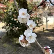 ららの画像