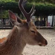 ベアーりんの画像