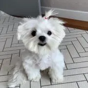 xの画像
