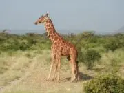 NyaiNBOの画像