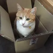 プリン