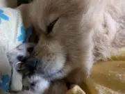 のぶの画像