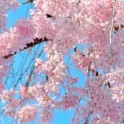 sakuraの画像