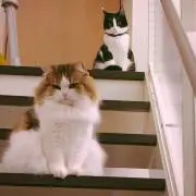 コマネチ