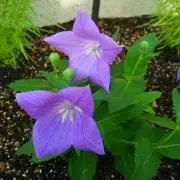 pepe