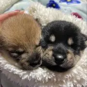 shinaの画像