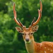 OTO