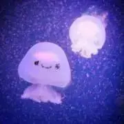 どんずマリーの画像