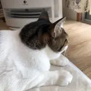 minoの画像