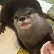 カワウソの画像