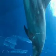 Kohの画像