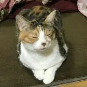 zサル