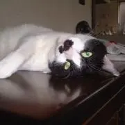 Hanaの画像