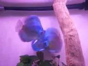 モコ