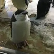 でぃざ