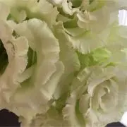 じゅんぽん