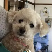 パルユキの画像