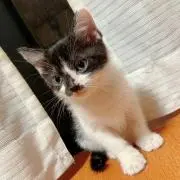 ぶーたんの画像