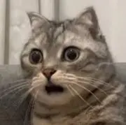 葡萄の画像