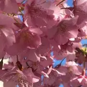 さくら