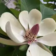 yamatoの画像