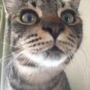 ヨーコ