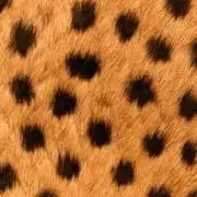 Image of zussy