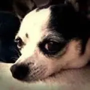 Myuの画像
