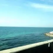 こむぎ