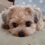モカの画像
