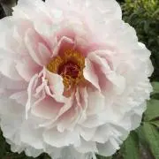Hosi ★の画像