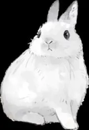 kikoの画像