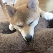 イヴ隊長