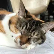 おでんの画像