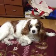 エポナの画像