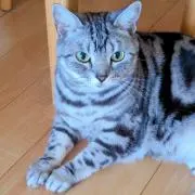 まめだいふくの画像