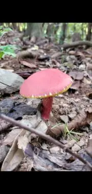 きのこの画像