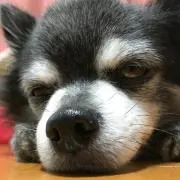 まこっさんの画像