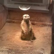 なっちゃんの画像
