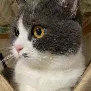 ラムネりんごグミの画像