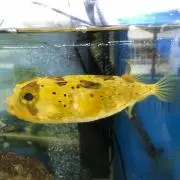 ゆう