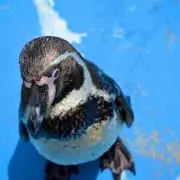 午後のタピオカ