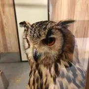 tooooomの画像