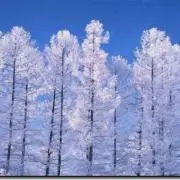 しげの画像