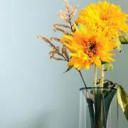 さくらの画像