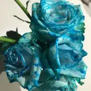 繭ママ