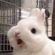 愛子の画像
