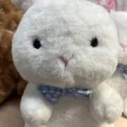 うさの画像