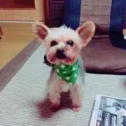 ちゅんの画像