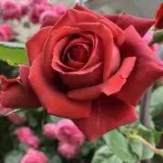 Red Ceeksの画像